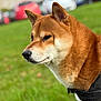 dog, shiba_inu, pet, close_up, portrait, outdoor, grass, brown_fur, white_fur, snout, nose, ears, whiskers, harness, park, bokeh, blurred_background, canine, cute, animal