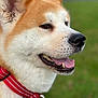 Mina participe au concours pour gagner de l'argent avec cette photo : dog, canine, akita, close_up, portrait, red_collar, leash, tongue_out, nose, fur, ear, teeth, mouth, profile, outdoor, grass, pet, companion, brown_white, shallow_depth_of_field