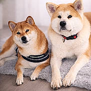 Mina a rejoint le concours — aidez-le/la à gagner de superbes lots ! dog, shiba_inu, akita, pair_of_dogs, pet, indoor, rug, collar, harness, paws, fur, portrait, cozy, looking_at_camera, ears, whiskers, soft_lighting, home_interior, floor, companionship