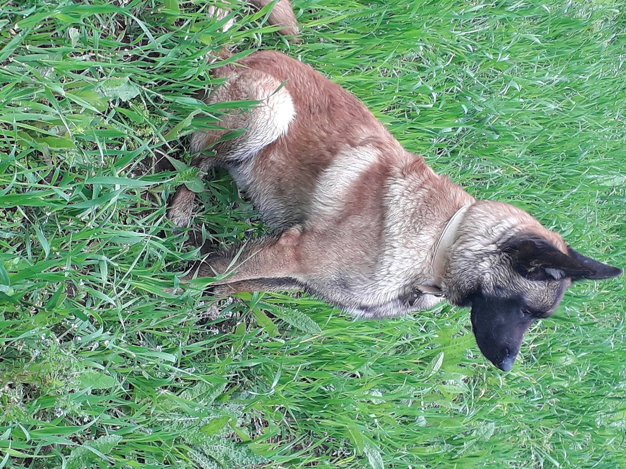 Popeye a rejoint le concours — aidez-le/la à gagner de superbes lots ! canidae, carnivore, dog, dog_breed, fawn, felidae, fur, grass, groundcover, liver, plant, snout, sporting_group, tail, terrestrial_animal, wildlife, working_animal