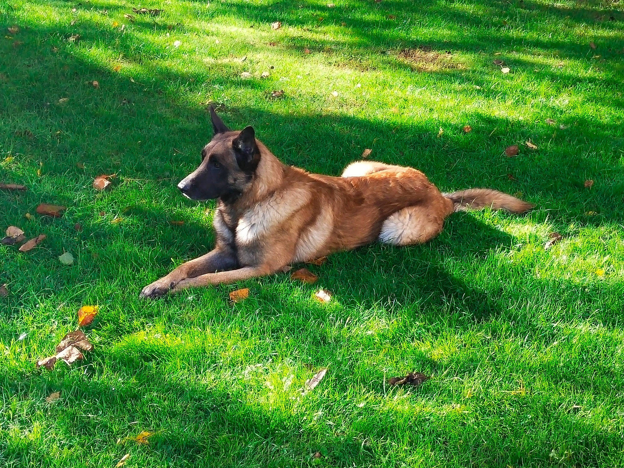 Popeye participe au concours pour gagner de l'argent avec cette photo : canidae, carnivore, companion_dog, dog, dog_breed, fawn, german_shepherd_dog, grass, grassland, groundcover, herbaceous_plant, herding_dog, king_shepherd, lawn, old_german_shepherd_dog, plant, sporting_group, tail, terrestrial_animal, working_dog