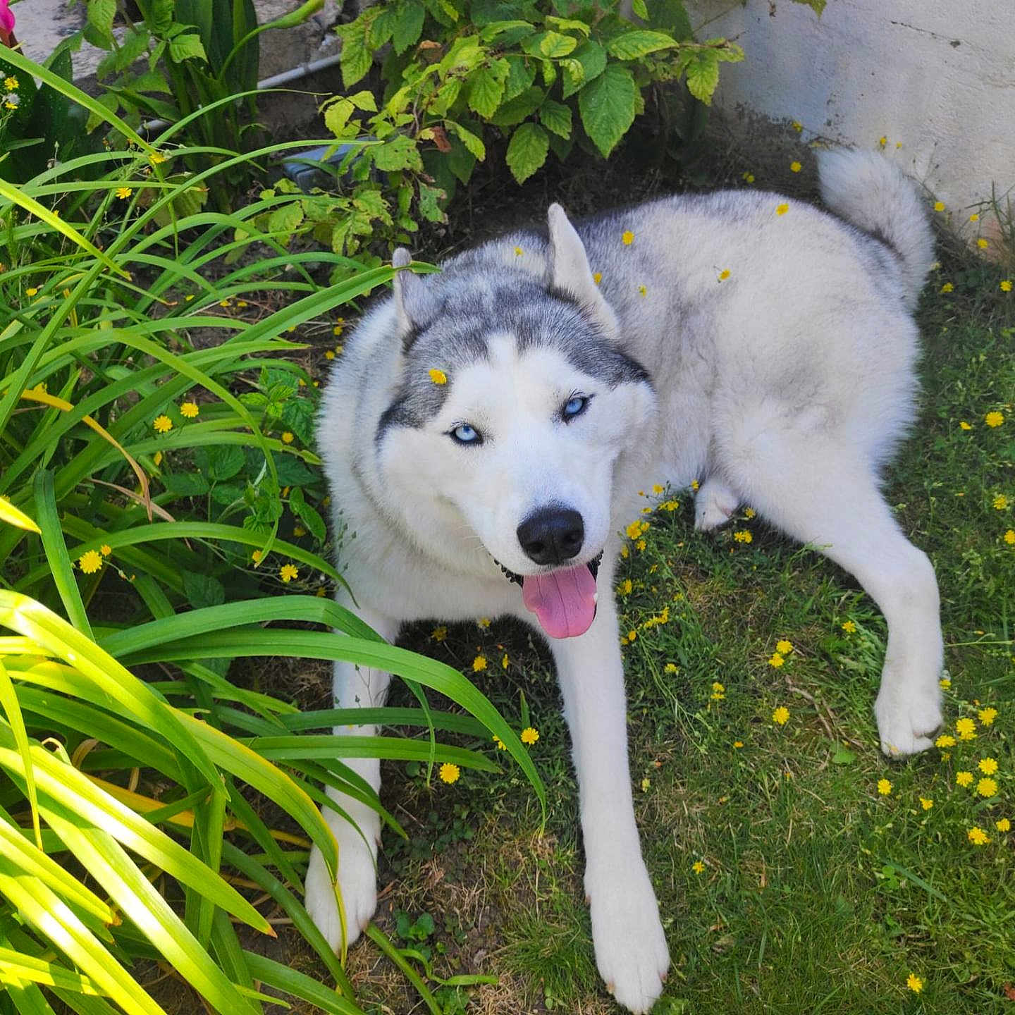 Rio a rejoint le concours — aidez-le/la à gagner de superbes lots ! animal, backyard, canine, dog, grass, green, herbal, herbs, husky, jar, nature, outdoors, pet, plant, planter, pottedplant, pottery, puppy, vegetation, yard