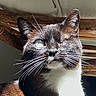 Nala participe au concours pour gagner de l'argent avec cette photo : cat, tuxedo_cat, pet, animal, portrait, close_up, whiskers, fur, black_and_white, brown_fur, blue_eye, one_eyed, indoor, couch, wooden_table, sunlight, dramatic_lighting, sitting, cute, photography
