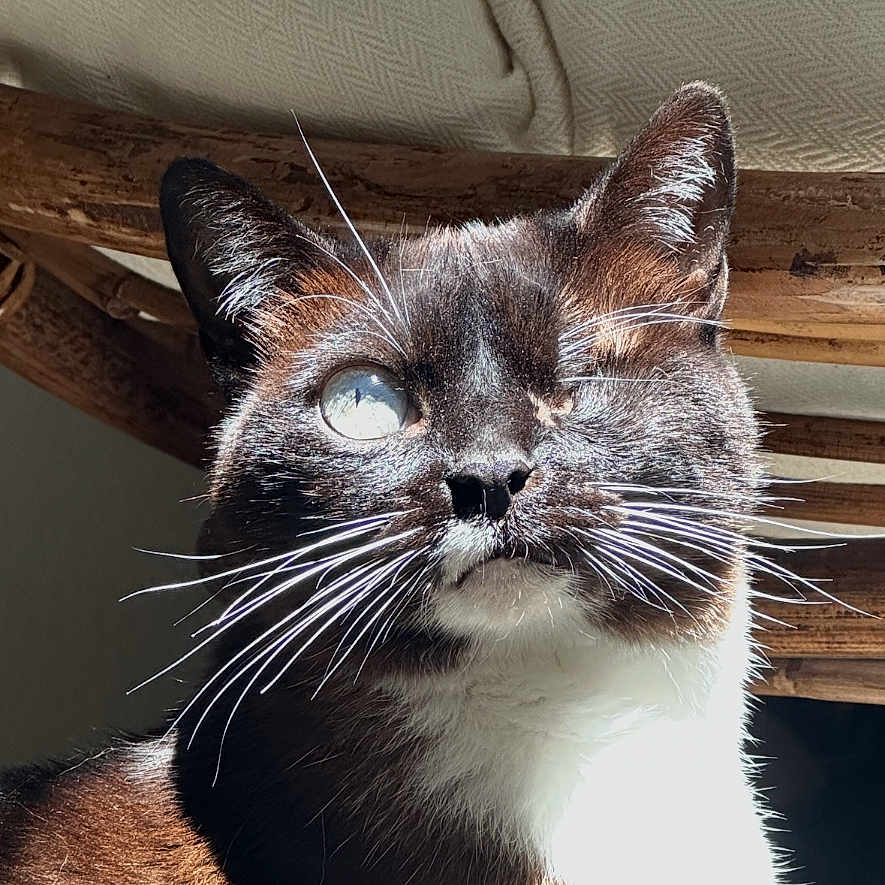 Nala participe au concours pour gagner de l'argent avec cette photo : cat, tuxedo_cat, pet, animal, portrait, close_up, whiskers, fur, black_and_white, brown_fur, blue_eye, one_eyed, indoor, couch, wooden_table, sunlight, dramatic_lighting, sitting, cute, photography