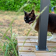 Nala participe au concours pour gagner de l'argent avec cette photo : cat, black_and_white_cat, animal, pet, outdoor, garden, deck, wooden_deck, patio, greenery, grass, leaves, whiskers, blue_eyes, tongue_out, standing, peeking, vertical_post, nature, photography