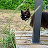 cat, black_and_white_cat, animal, pet, outdoor, garden, deck, wooden_deck, patio, greenery, grass, leaves, whiskers, blue_eyes, tongue_out, standing, peeking, vertical_post, nature, photography
