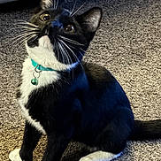 Biggie is registered to the contest to win money with this photo: alert, animal, black_and_white, carpet, cat, collar, curious, cute, domestic, eyes, feline, floor, fur, home, indoor, pet, sitting, tail, tuxedo_cat, whiskers