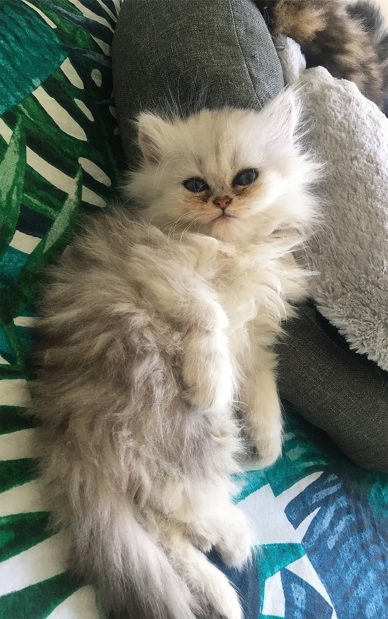 July participe au concours pour gagner de l'argent avec cette photo : asian_semi_longhair, british_semi_longhair, carnivoran, cat, cat_like_mammal, domestic_long_haired_cat, eye, fur, kitten, mammal, persian, ragamuffin, small_to_medium_sized_cats, snout, whiskers