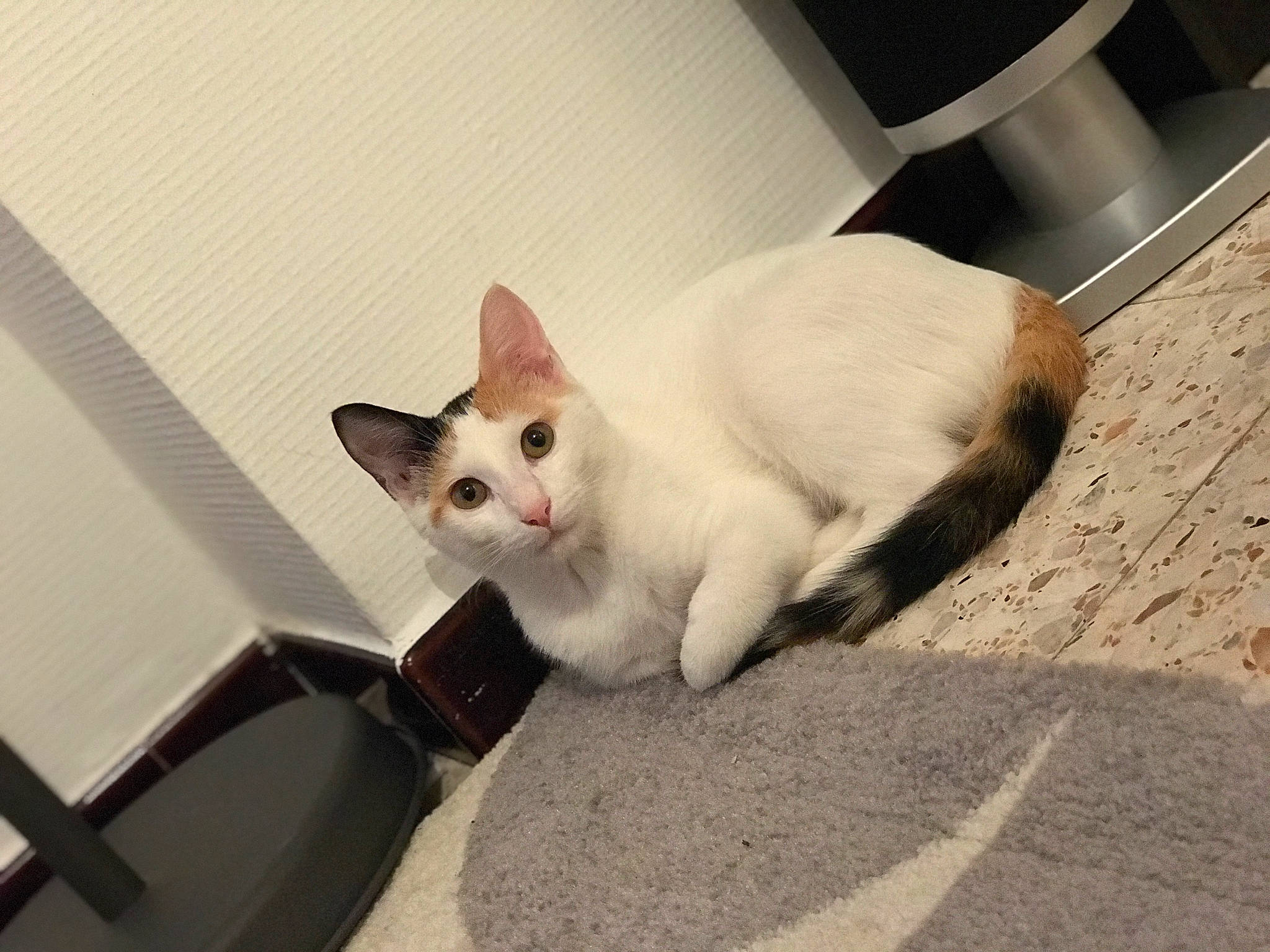 April a rejoint le concours — aidez-le/la à gagner de superbes lots ! aegean_cat, carnivoran, cat, cat_like_mammal, domestic_short_haired_cat, headwear, japanese_bobtail, kitten, oriental_shorthair, paw, person, small_to_medium_sized_cats, tail, whiskers