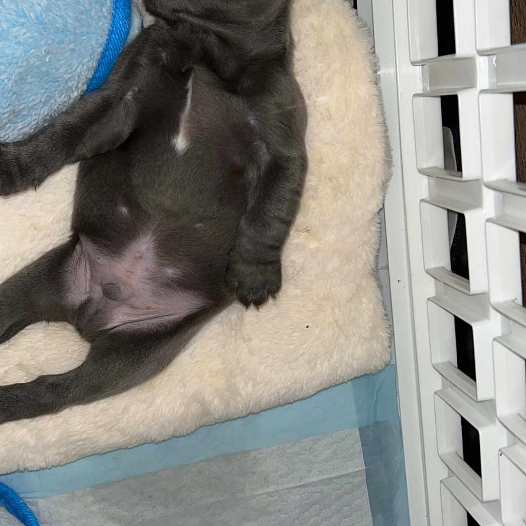 Koda joined the competition — help win amazing prizes! animal, appliance, boxer, bulldog, canine, crib, device, dog, electricaldevice, frenchbulldog, furniture, homedecor, indoors, infantbed, person, pet, pug, puppy, refrigerator, sleeping