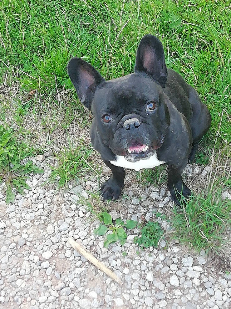 Triskell a rejoint le concours — aidez-le/la à gagner de superbes lots ! american_bulldog, bulldog, canidae, carnivore, companion_dog, dog, dog_breed, fawn, french_bulldog, grass, mammal, molosser, non_sporting_group, plant, puppy, rare_breed_dog, snout, sporting_group, toy_bulldog, vertebrate