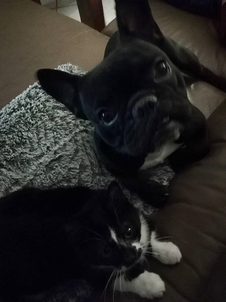 Triskell participe au concours pour gagner de l'argent avec cette photo : black, boston_terrier, bulldog, canidae, carnivore, companion_dog, dog, dog_breed, ear, eye, fawn, french_bulldog, mammal, non_sporting_group, puppy, sky, snout, sporting_group, whiskers