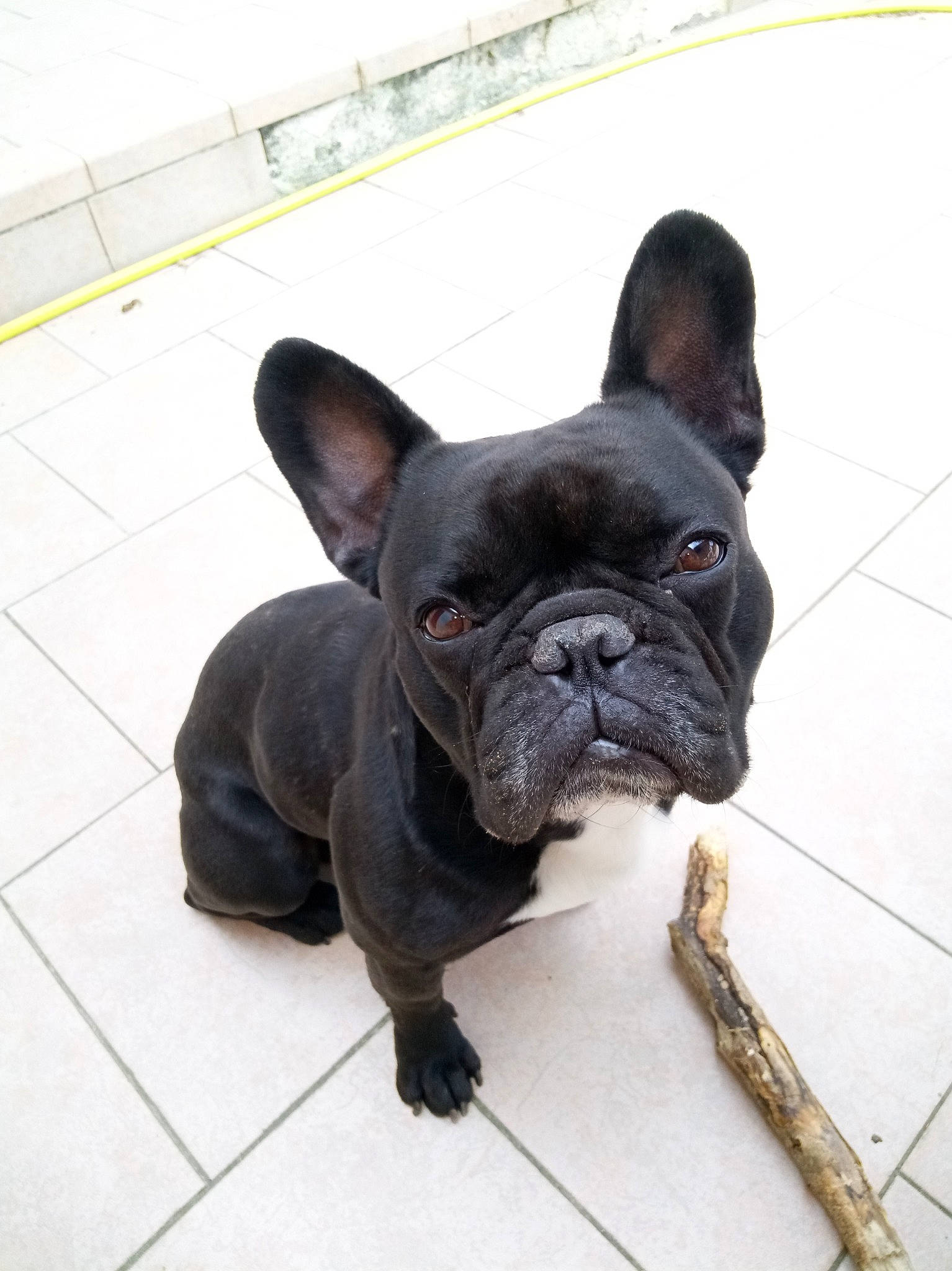 Triskell a rejoint le concours — aidez-le/la à gagner de superbes lots ! bulldog, canidae, carnivore, companion_dog, dog, dog_breed, fawn, french_bulldog, mammal, molosser, non_sporting_group, olde_english_bulldogge, puppy, rare_breed_dog, snout, toy_bulldog, toy_dog, vertebrate