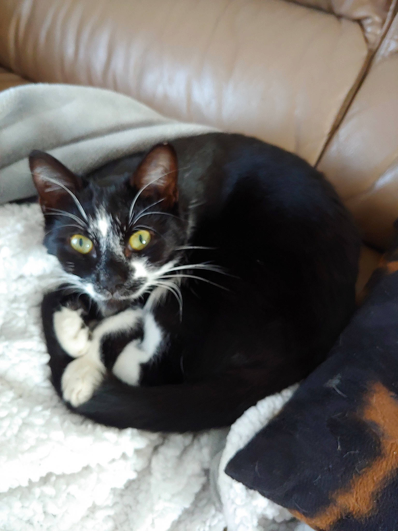 Merlin participe au concours pour gagner de l'argent avec cette photo : asian, black_cat, carnivore, cat, domestic_short_haired_cat, european_shorthair, felidae, fur, kitten, small_to_medium_sized_cats, whiskers