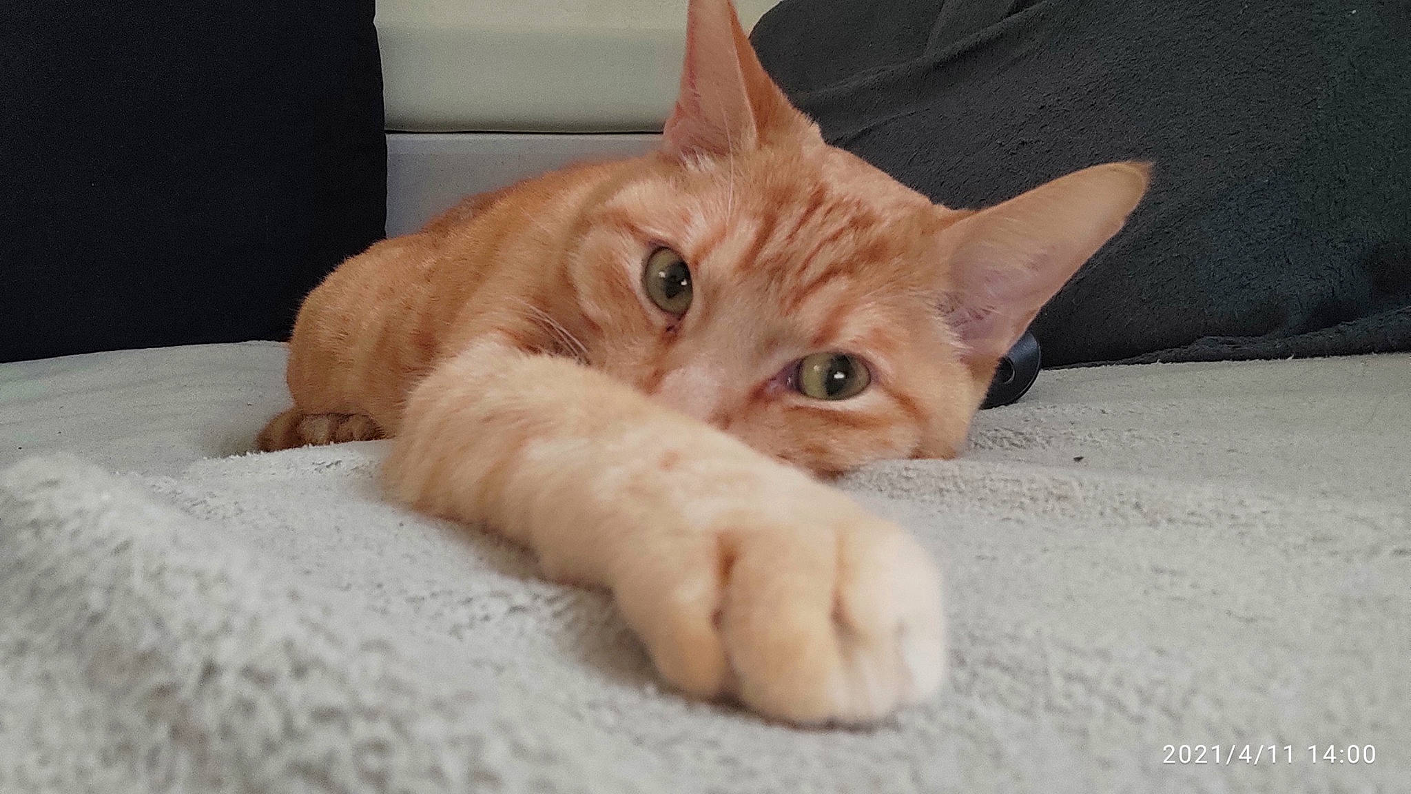 Chat a rejoint le concours — aidez-le/la à gagner de superbes lots ! carnivore, cat, claw, comfort, domestic_short_haired_cat, fawn, felidae, fur, paw, photo_caption, small_to_medium_sized_cats, snout, tail, terrestrial_animal, whiskers, wood