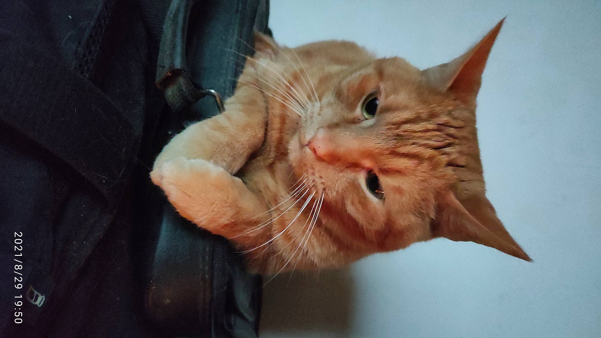 Chat a rejoint le concours — aidez-le/la à gagner de superbes lots ! carnivore, cat, claw, comfort, domestic_short_haired_cat, ear, eye, fawn, felidae, fur, gesture, paw, small_to_medium_sized_cats, snout, whiskers, window