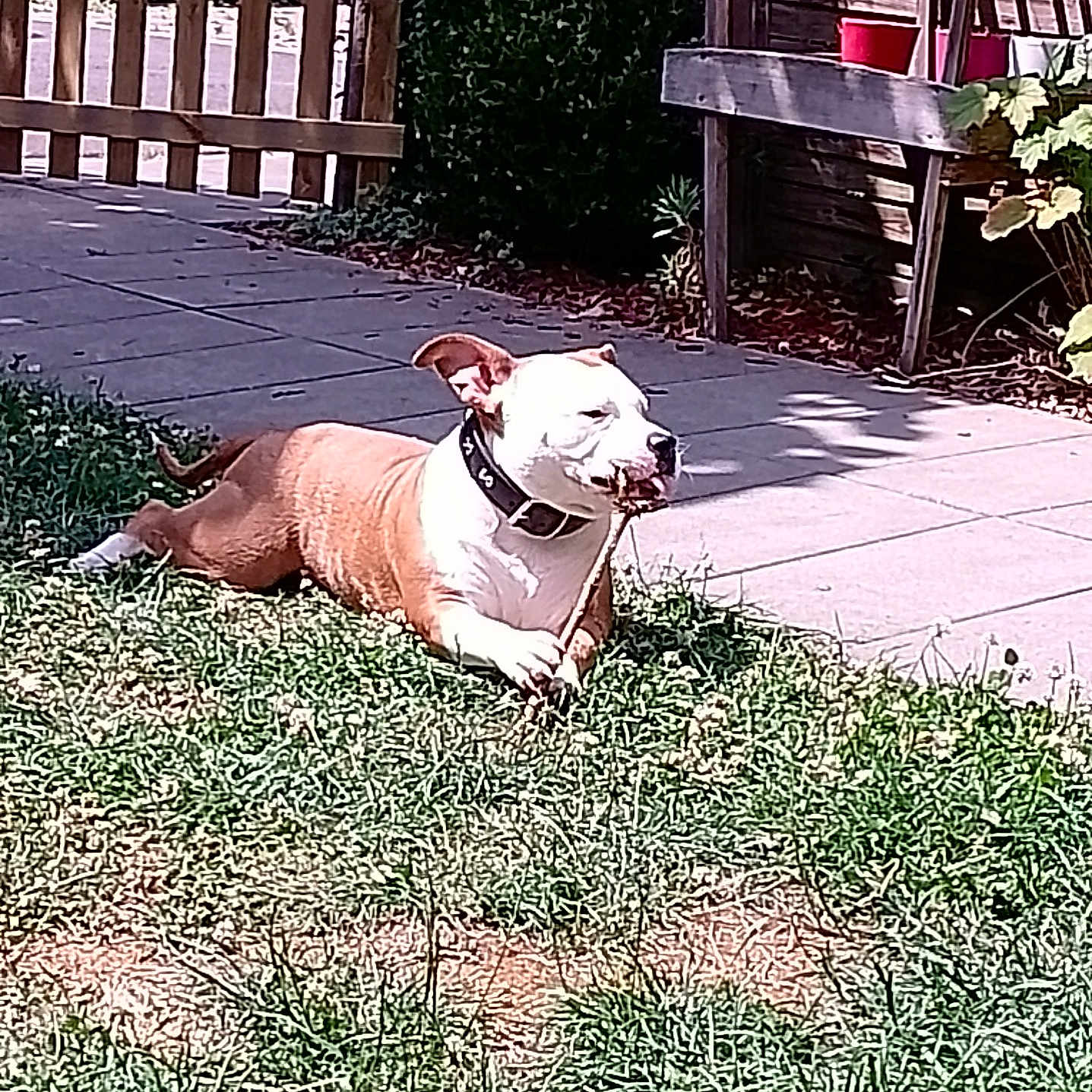 Perle a rejoint le concours — aidez-le/la à gagner de superbes lots ! brown, canine, chewing, collar, daytime, dog, fence, garden, grass, nature, outdoor, patio, pet, plant, relaxed, stick, summer, sunlight, white, yard