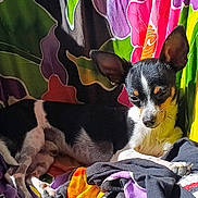 Isaiah joined the competition — help win amazing prizes! dog, small_dog, black_and_white, ears, pet, animal, resting, blanket, colorful, floral_pattern, sunlight, indoor, cozy, fur, cute, relaxed, canine, portrait, comfort, laying_down