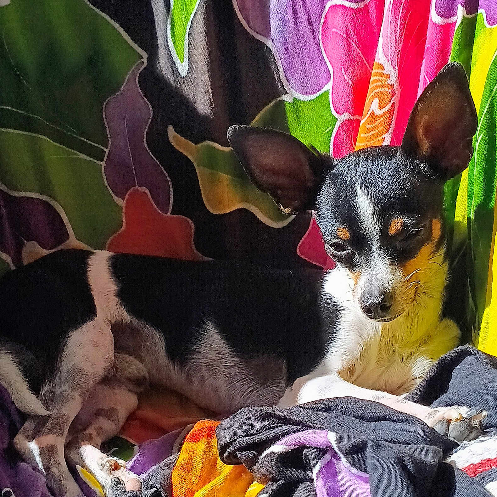 Isaiah joined the competition — help win amazing prizes! animal, black_and_white, blanket, canine, colorful, comfort, cozy, cute, dog, ears, floral_pattern, fur, indoor, laying_down, pet, portrait, relaxed, resting, small_dog, sunlight