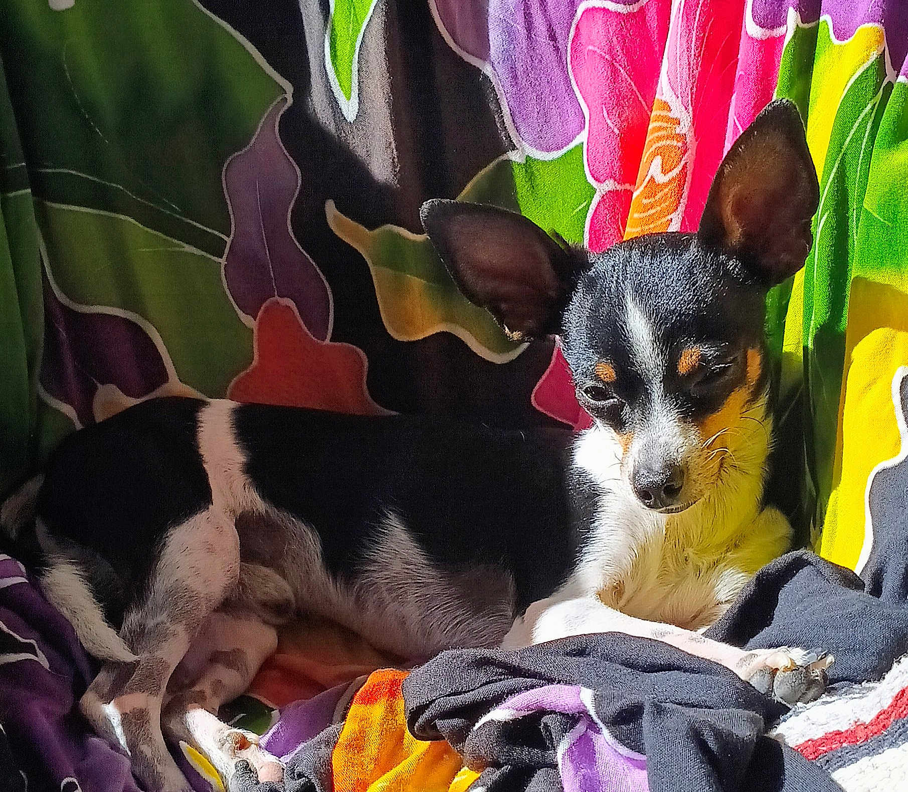 Isaiah joined the competition — help win amazing prizes! dog, small_dog, black_and_white, ears, pet, animal, resting, blanket, colorful, floral_pattern, sunlight, indoor, cozy, fur, cute, relaxed, canine, portrait, comfort, laying_down