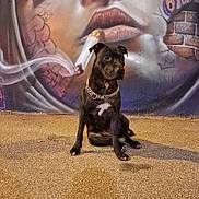 Dina a rejoint le concours — aidez-le/la à gagner de superbes lots ! dog, black_dog, street_art, mural, graffiti, pavement, smoke, chain_collar, artistic, urban, portrait, face_paint, wall, sitting, night, outdoor, canine, expression, closeup, texture