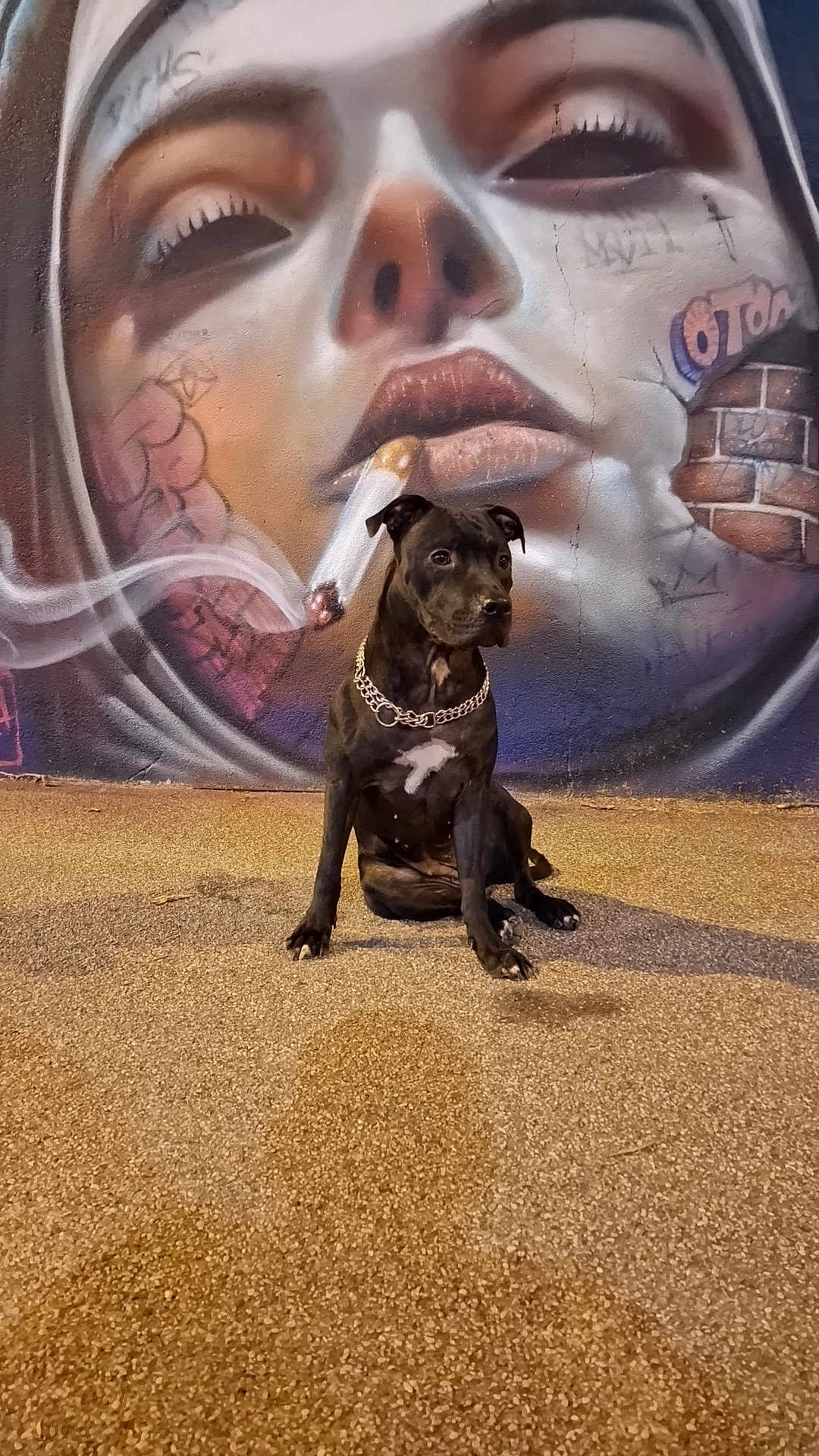 Dina a rejoint le concours — aidez-le/la à gagner de superbes lots ! dog, black_dog, street_art, mural, graffiti, pavement, smoke, chain_collar, artistic, urban, portrait, face_paint, wall, sitting, night, outdoor, canine, expression, closeup, texture