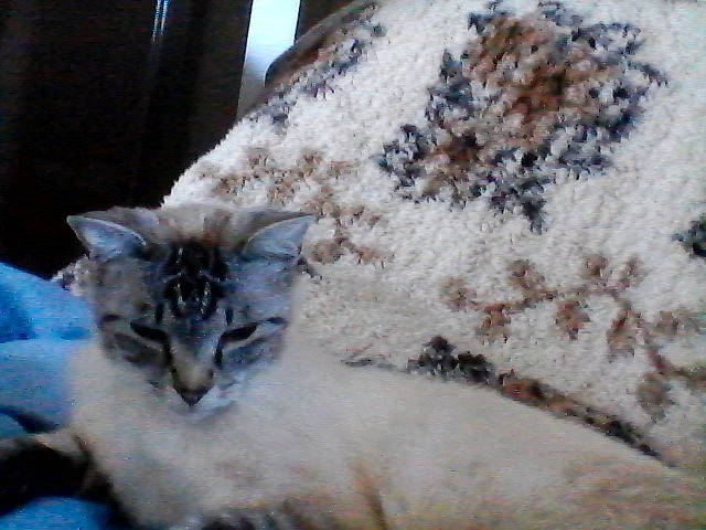 Olaf a rejoint le concours — aidez-le/la à gagner de superbes lots ! aegean_cat, asian, carnivore, cat, colorpoint_shorthair, domestic_long_haired_cat, domestic_short_haired_cat, european_shorthair, felidae, fur, kitten, mammal, ragdoll, small_to_medium_sized_cats, tabby_cat, whiskers