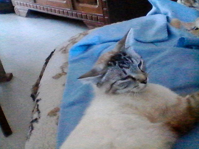 Olaf a rejoint le concours — aidez-le/la à gagner de superbes lots ! aegean_cat, asian, carnivore, cat, european_shorthair, fawn, felidae, kitten, maine_coon, small_to_medium_sized_cats, whiskers