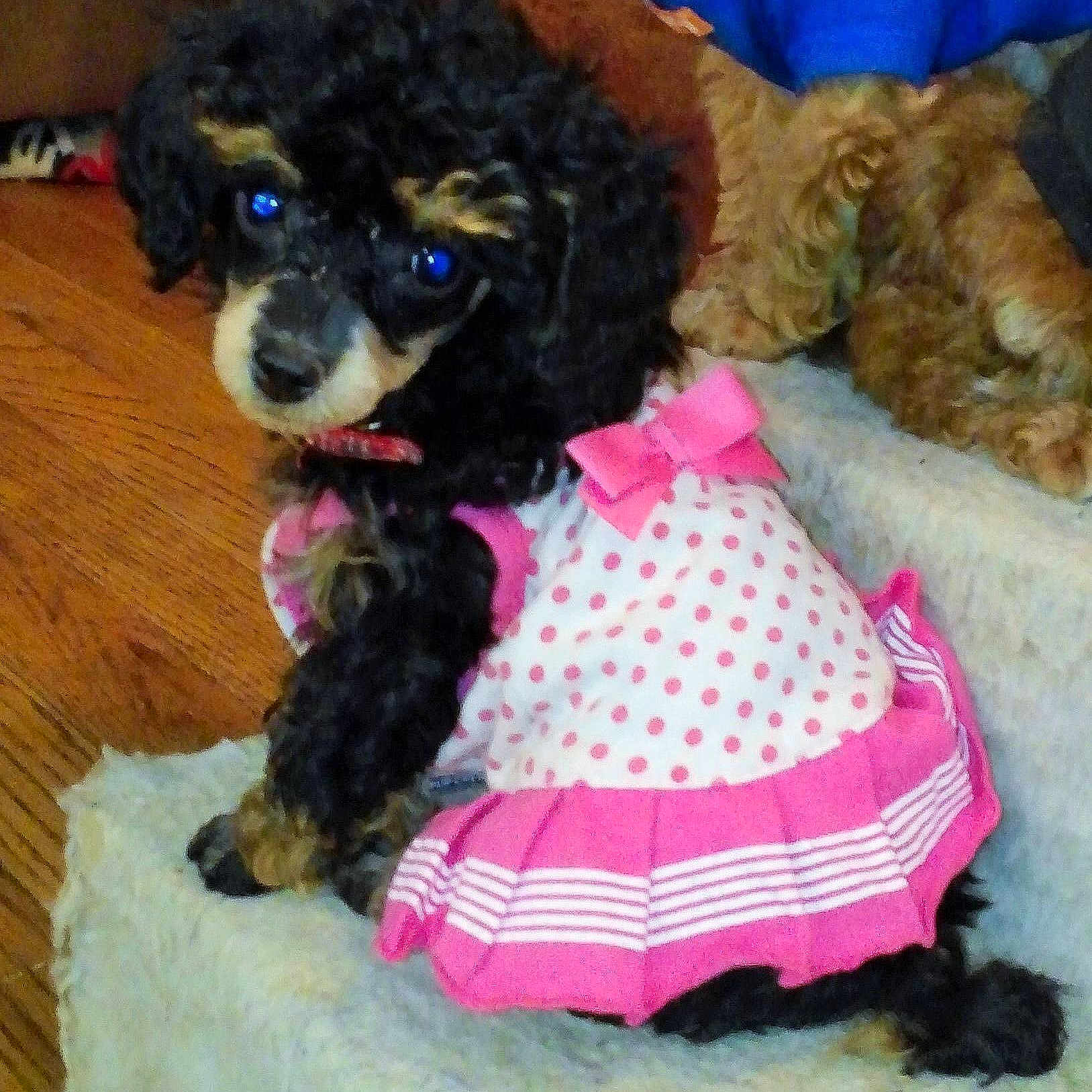 Ellie Mae joined the competition — help win amazing prizes!