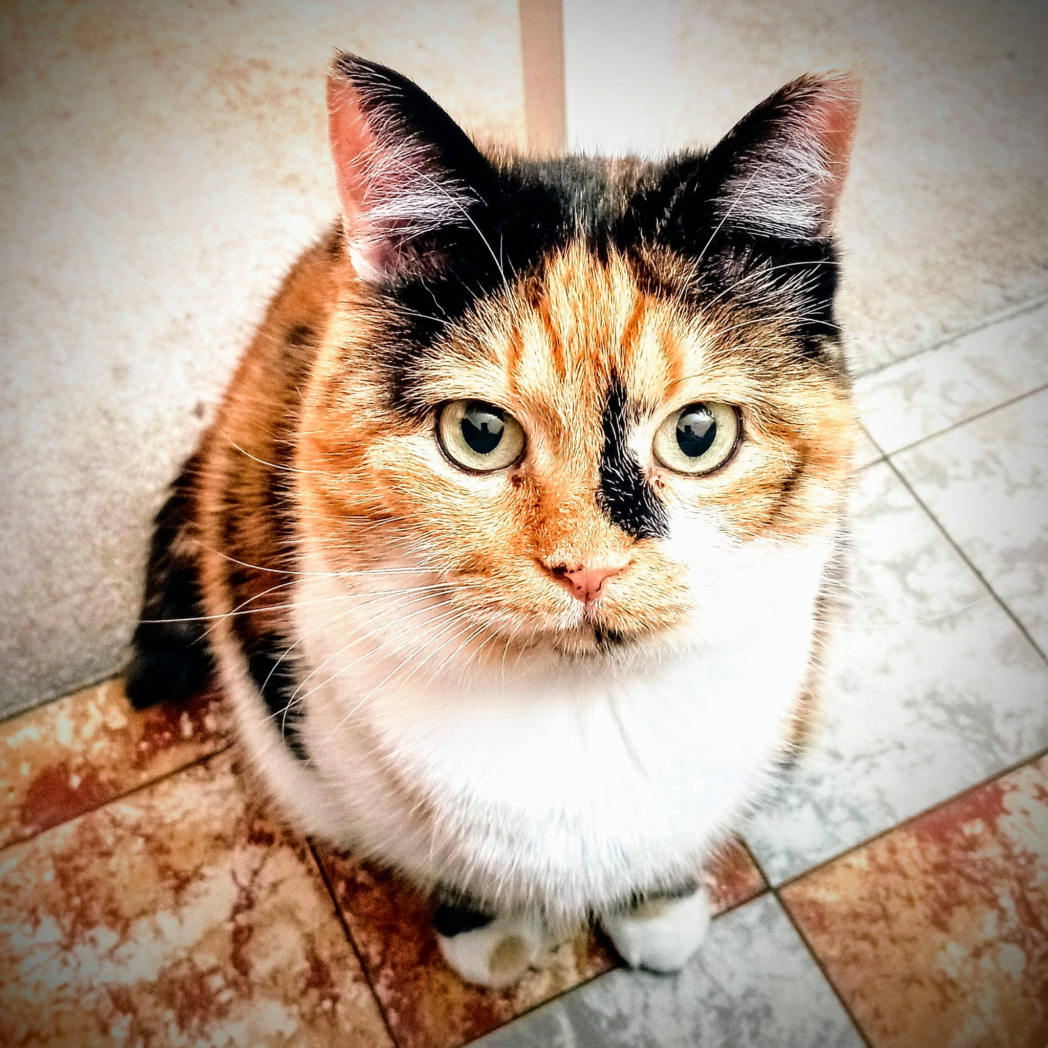 Dypsie a rejoint le concours — aidez-le/la à gagner de superbes lots ! art, box, carnivore, cat, domestic_short_haired_cat, door, eye, fawn, felidae, fur, iris, paw, rectangle, small_to_medium_sized_cats, snout, tints_and_shades, tree, whiskers, window, wood