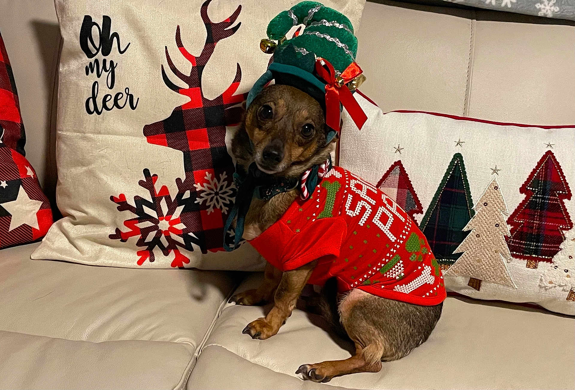 Harley joined the competition — help win amazing prizes! dog, pet, christmas, holiday, festive_clothing, sweater, hat, bells, couch, pillows, reindeer, snowflakes, plaid, christmas_trees, leather, indoor, cute, small_dog, costume, seasonal