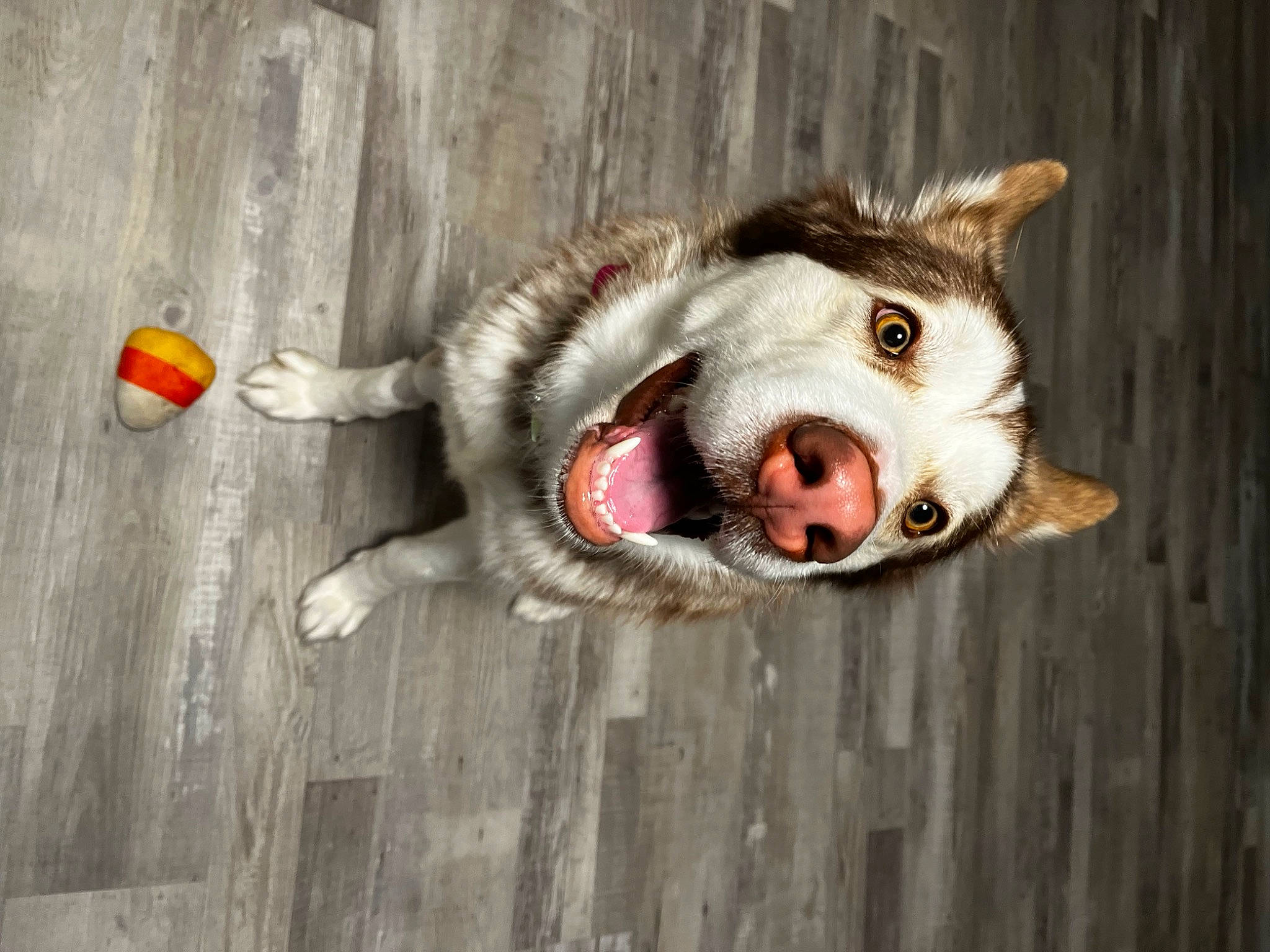 Willow is registered to the contest to win money with this photo: canidae, carnivore, collar, dog, dog_breed, domestic_short_haired_cat, fang, fawn, felidae, fur, jaw, small_to_medium_sized_cats, snout, sporting_group, tail, terrestrial_animal, whiskers, wildlife, wood, yawn