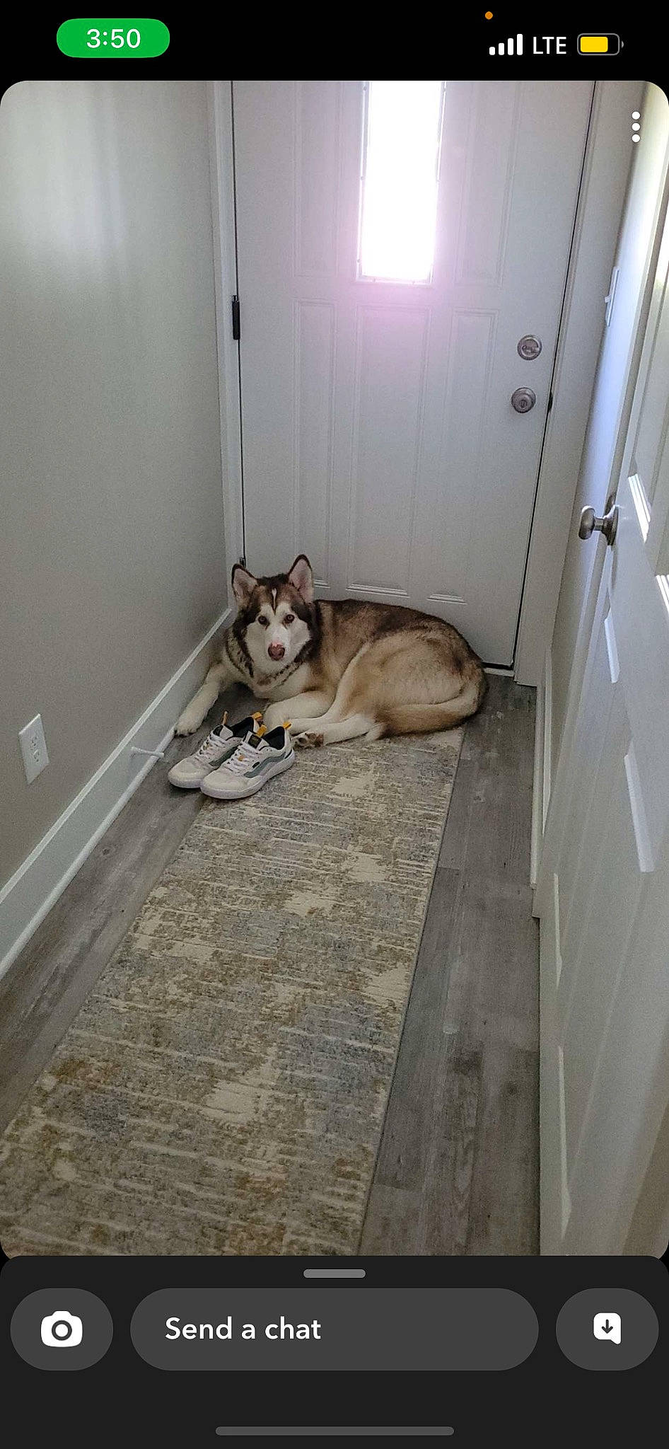 Willow is registered to the contest to win money with this photo: animal_shelter, canidae, carnivore, companion_dog, dog, dog_breed, fawn, felidae, floor, flooring, pet_supply, room, sled_dog, small_to_medium_sized_cats, snout, sporting_group, tail, whiskers, wood, working_animal