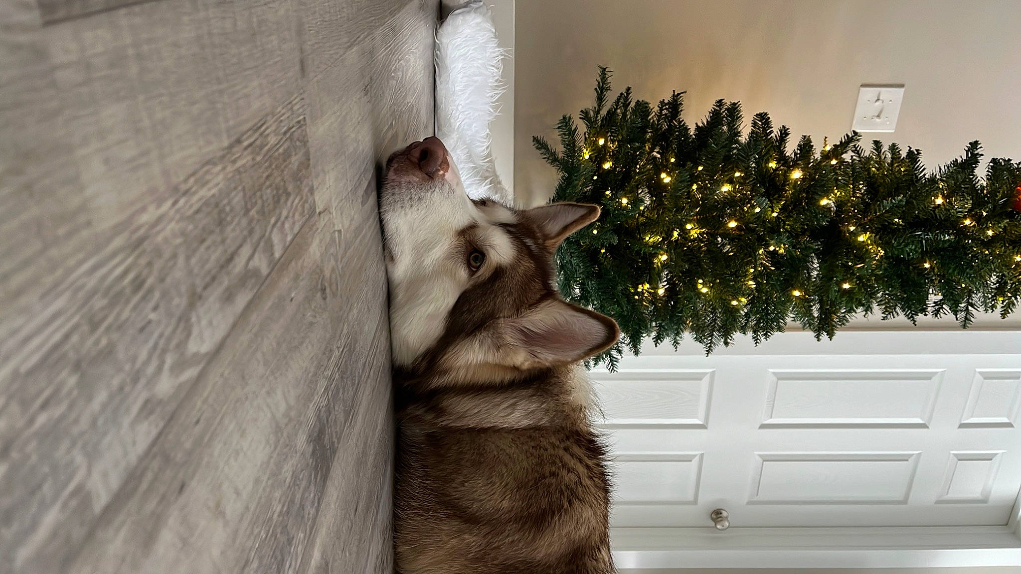 Willow joined the competition — help win amazing prizes! carnivore, christmas, christmas_decoration, christmas_ornament, christmas_tree, dog_breed, event, fang, fawn, felidae, fur, holiday, holiday_ornament, ornament, plant, small_to_medium_sized_cats, smile, snout, tree, whiskers