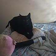 Midnight joined the competition — help win amazing prizes! black_cat, cat, cushion, bed, blanket, floral_bedspread, pink_plush_toy, indoor, pet, animal, resting, cozy, soft_light, shadow, furniture, home, relaxing, comfortable, domestic, stuffed_toy