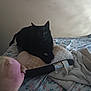 black_cat, cat, cushion, bed, blanket, floral_bedspread, pink_plush_toy, indoor, pet, animal, resting, cozy, soft_light, shadow, furniture, home, relaxing, comfortable, domestic, stuffed_toy