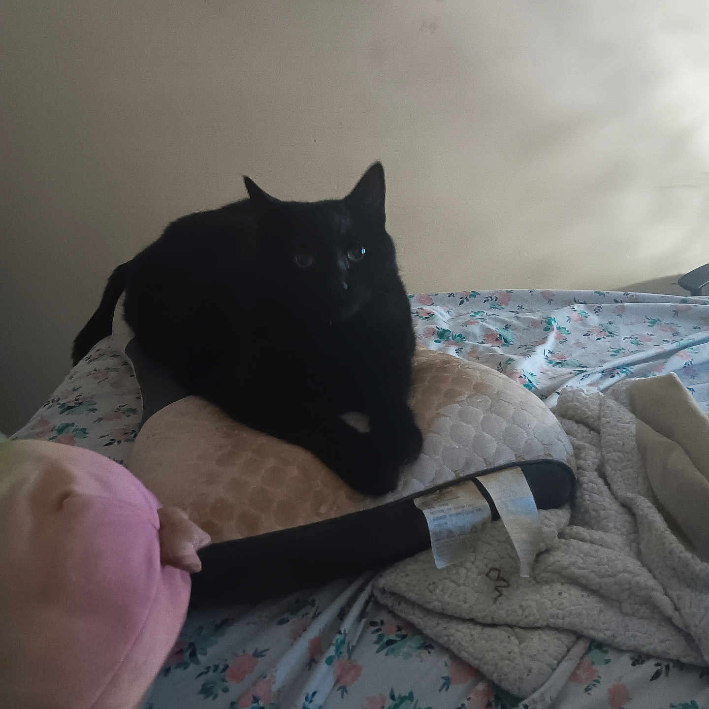 Midnight joined the competition — help win amazing prizes! animal, bed, black_cat, blanket, cat, comfortable, cozy, cushion, domestic, floral_bedspread, furniture, home, indoor, pet, pink_plush_toy, relaxing, resting, shadow, soft_light, stuffed_toy
