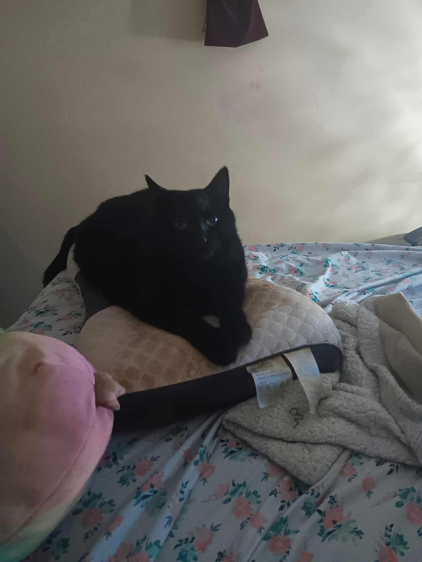 Midnight joined the competition — help win amazing prizes! black_cat, cat, cushion, bed, blanket, floral_bedspread, pink_plush_toy, indoor, pet, animal, resting, cozy, soft_light, shadow, furniture, home, relaxing, comfortable, domestic, stuffed_toy