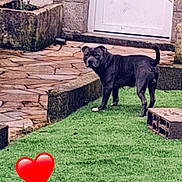 Tyson a rejoint le concours — aidez-le/la à gagner de superbes lots ! artificial_grass, black_dog, brick_wall, concrete_step, curious, dog, door, heart_emoji, looking_back, outdoor, patio, paws, pet, planter, residential, single_animal, standing, stone_paving, tail_up, yard