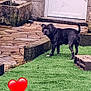 artificial_grass, black_dog, brick_wall, concrete_step, curious, dog, door, heart_emoji, looking_back, outdoor, patio, paws, pet, planter, residential, single_animal, standing, stone_paving, tail_up, yard