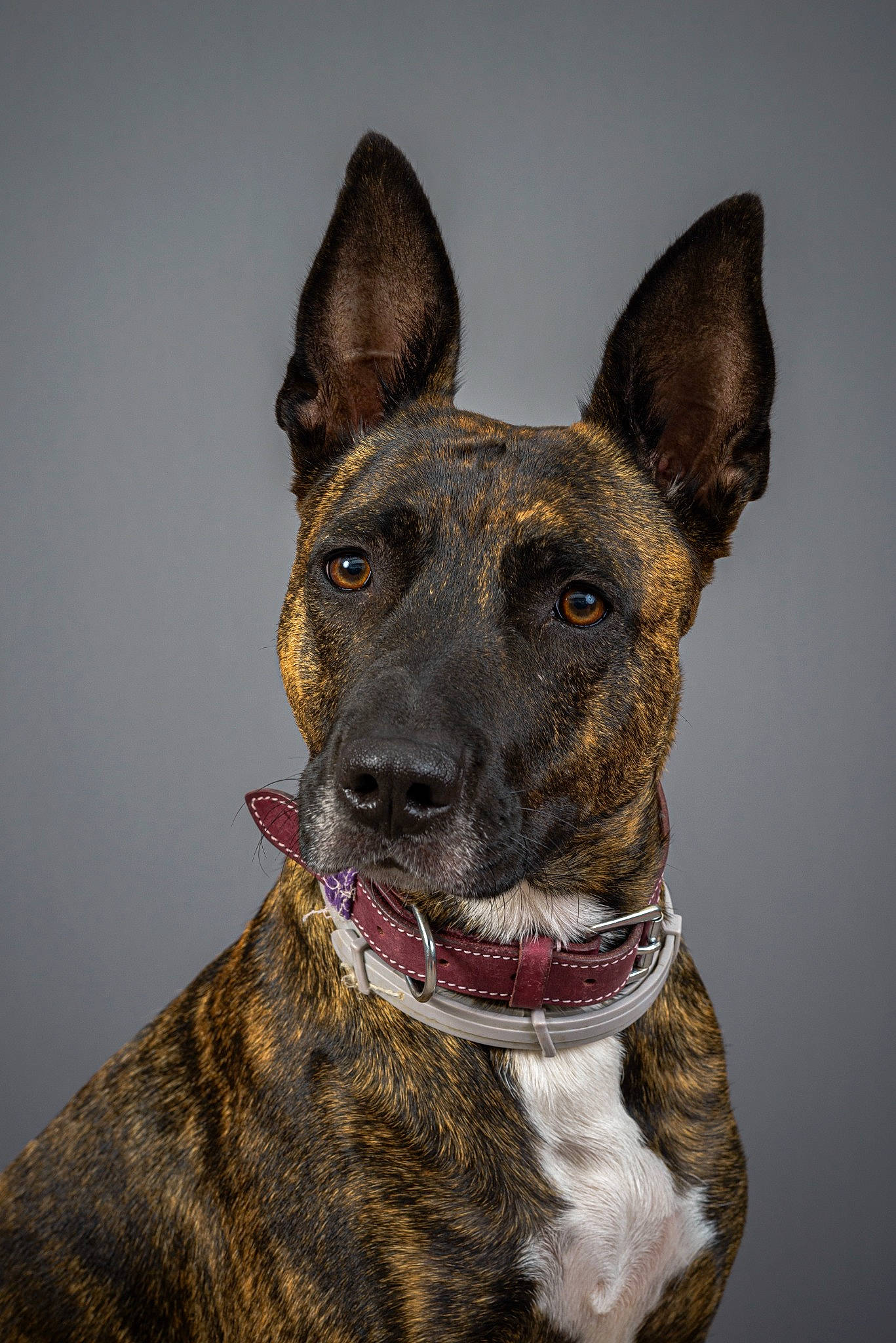 Réglisse participe au concours pour gagner de l'argent avec cette photo : canidae, carnivore, collar, companion_dog, dog, dog_breed, dog_collar, dog_supply, ear, eye, fashion_accessory, fawn, head, liver, non_sporting_group, pet_supply, snout, sporting_group, whiskers, working_animal