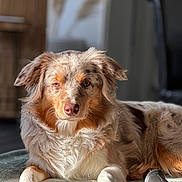 Venus participe au concours pour gagner de l'argent avec cette photo : dog, animal, pet, fur, laying_down, blanket, indoor, sunlight, relaxed, brown, white, ears, face, paw, cozy, domestic_animal, canine, portrait, fluffy, closeup