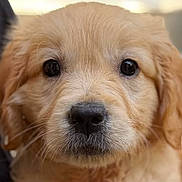 Billie participe au concours pour gagner de l'argent avec cette photo : puppy, dog, golden, fluffy, portrait, close_up, face, eyes, nose, fur, golden_retriever, young_dog, cute, adorable, canine, pet, animal, indoor, photography, looking_at_camera