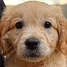 puppy, dog, golden, fluffy, portrait, close_up, face, eyes, nose, fur, golden_retriever, young_dog, cute, adorable, canine, pet, animal, indoor, photography, looking_at_camera