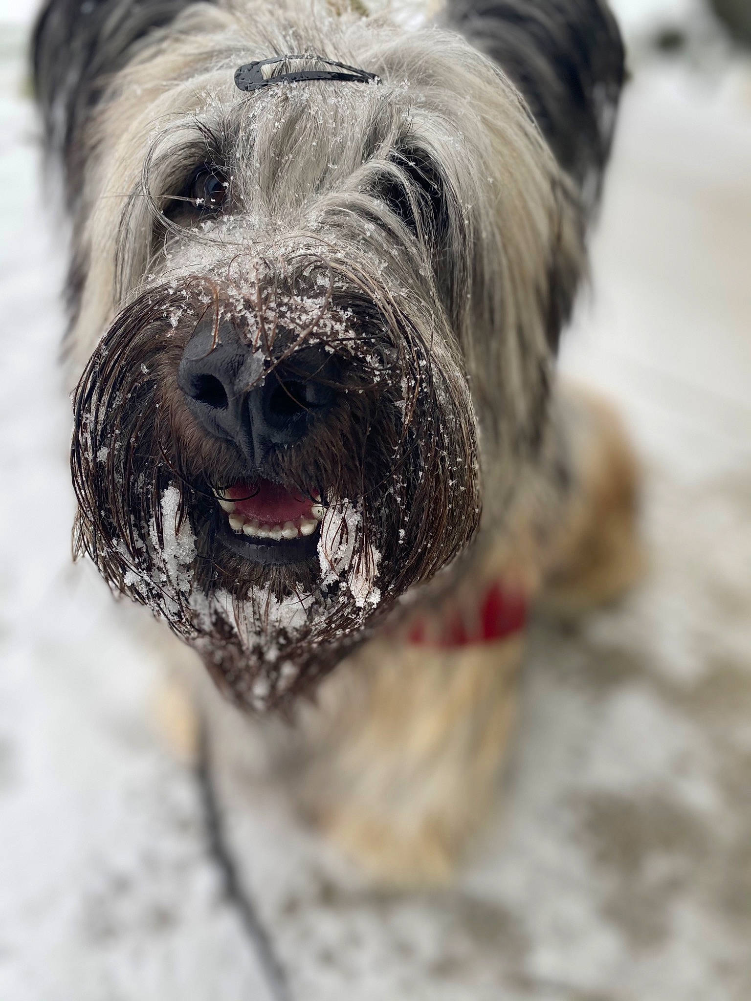 Newton joined the competition — help win amazing prizes! canidae, carnivore, collar, companion_dog, dog, dog_breed, fur, non_sporting_group, small_terrier, snout, sporting_group, terrestrial_animal, terrier, working_animal, working_dog