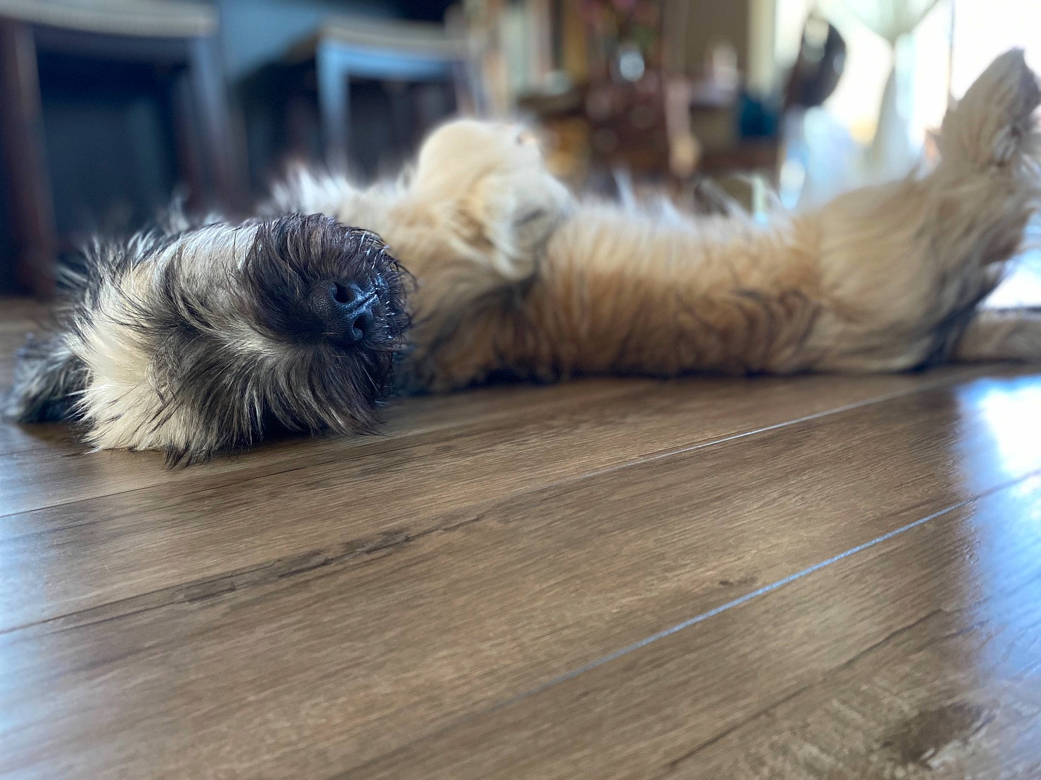 Newton joined the competition — help win amazing prizes! carnivore, cat, comfort, companion_dog, dog_breed, fawn, felidae, floor, flooring, fur, grey, hardwood, laminate_flooring, paw, small_to_medium_sized_cats, snout, tail, whiskers, wood, wood_stain