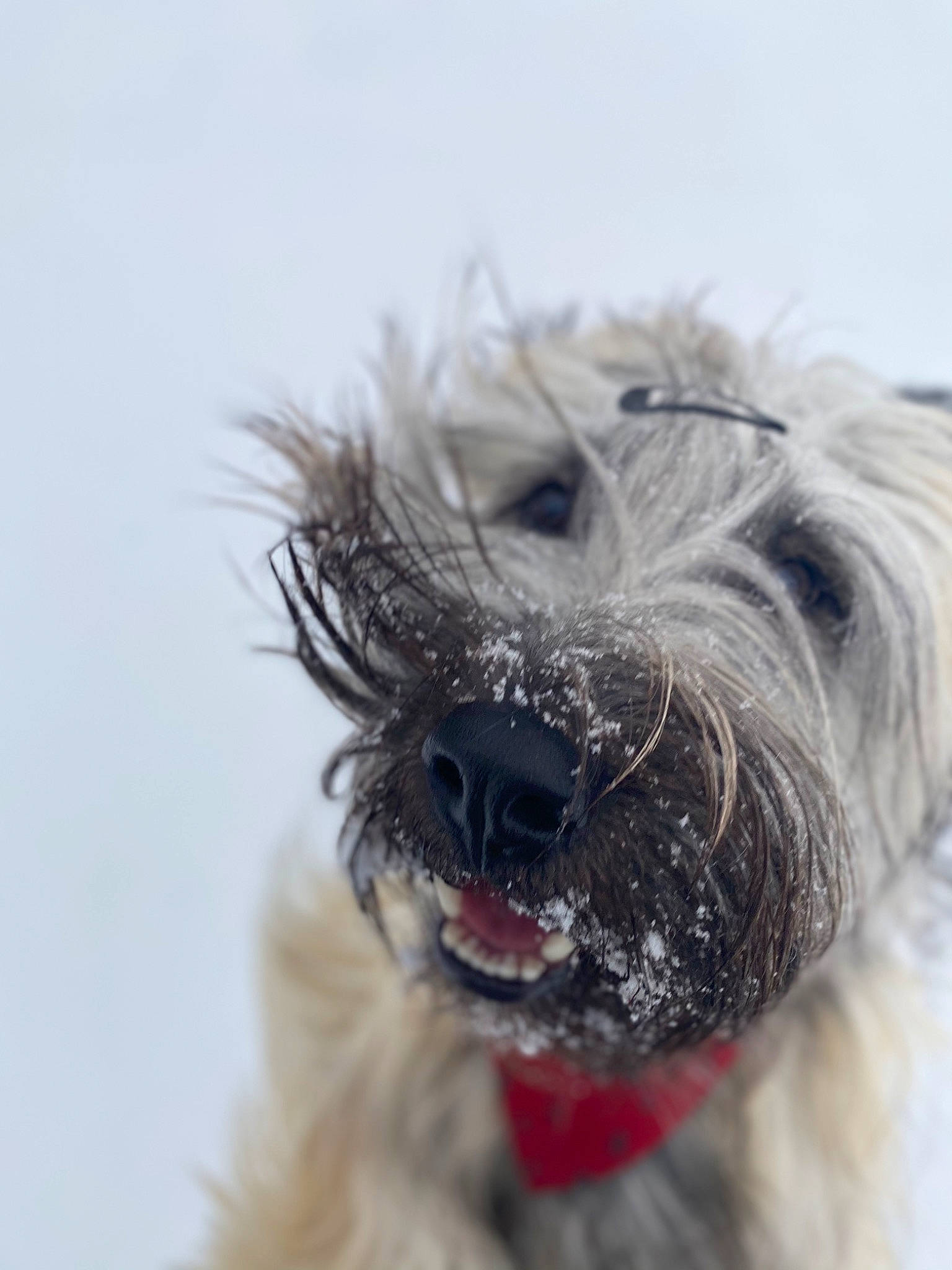 Newton is registered to the contest to win money with this photo: carnivore, companion_dog, dog, dog_breed, dog_collar, dog_supply, ear, eye, eyelash, fur, head, human_body, liver, small_terrier, snout, sporting_group, terrier, toy_dog, whiskers, working_animal