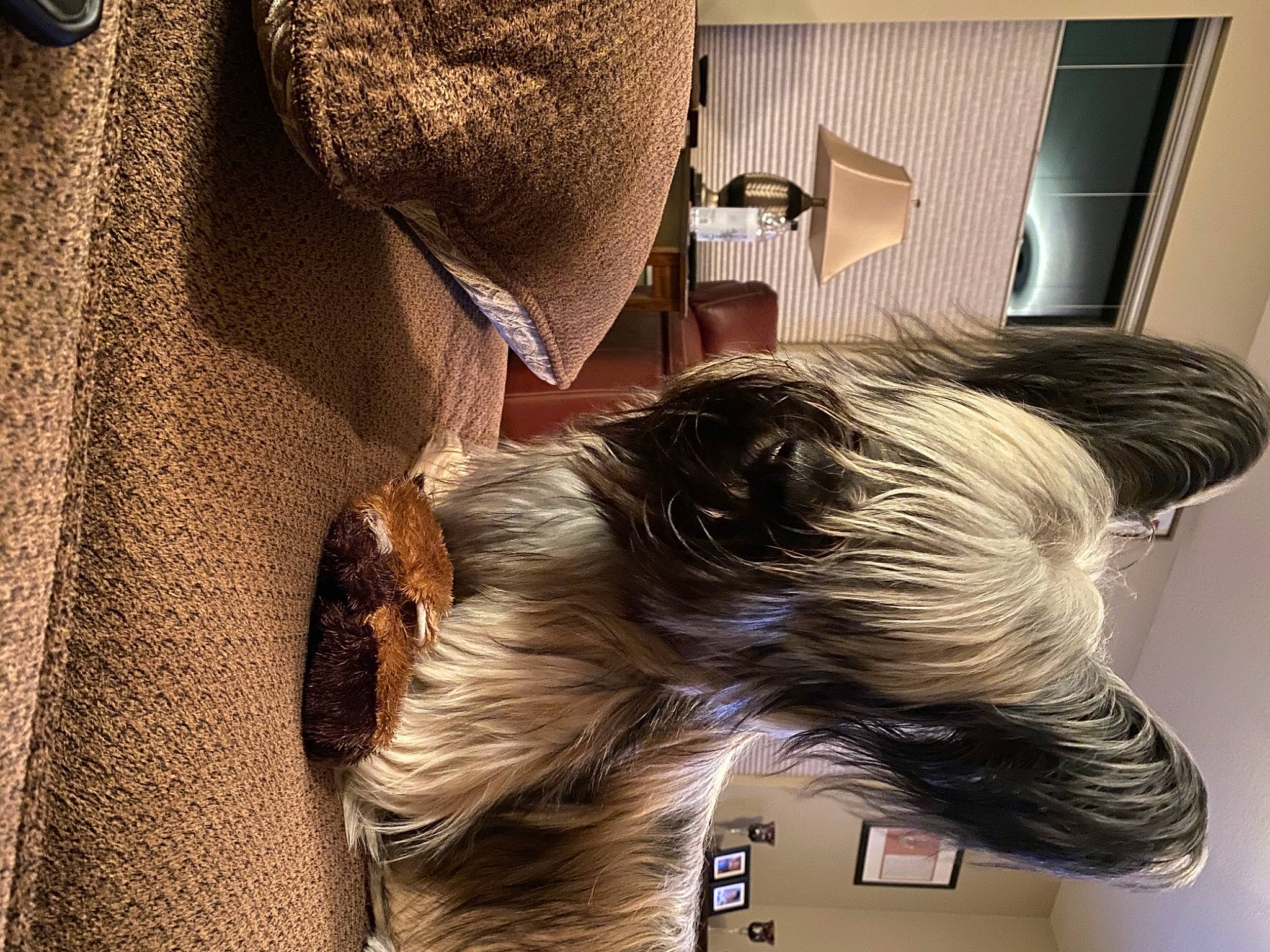 Newton is registered to the contest to win money with this photo: carnivore, comfort, companion_dog, dog, dog_breed, dog_supply, ear, fashion_accessory, fawn, flooring, fur, hat, liver, outerwear, schnauzer, small_terrier, snout, sporting_group, toy_dog, working_animal