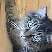 Isabella joined the competition — help win amazing prizes! cat, tabby, green_eyes, whiskers, pet, animal, fur, closeup, indoor, wooden_floor, looking_up, cute, domestic_cat, feline, mammal, portrait, curious, soft_focus, house_pet, tabby_stripes