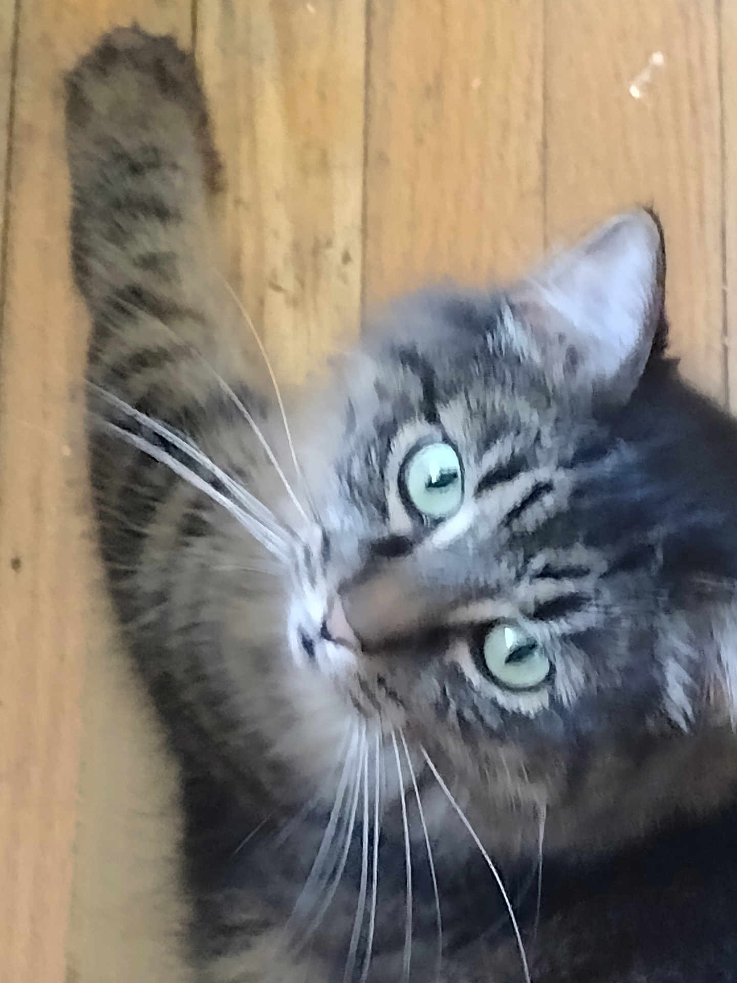 Isabella joined the competition — help win amazing prizes! cat, tabby, green_eyes, whiskers, pet, animal, fur, closeup, indoor, wooden_floor, looking_up, cute, domestic_cat, feline, mammal, portrait, curious, soft_focus, house_pet, tabby_stripes